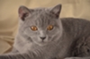 Питомник британских короткошорстных кошек "KOTLIN"